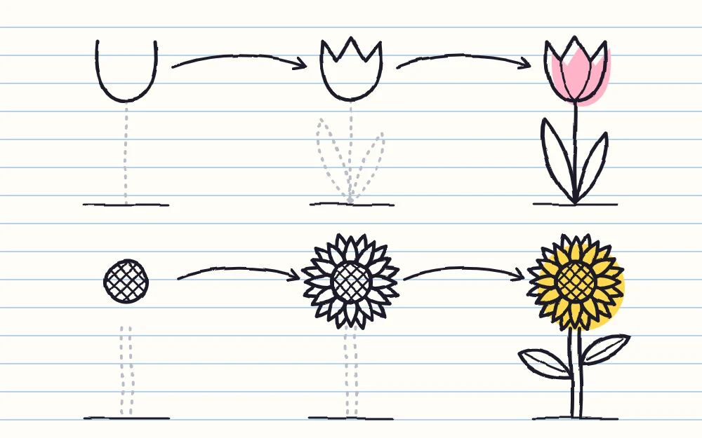 Two rows of stages joined by arrows: a tulip growing from a cup shape and a sunflower growing from a textured center